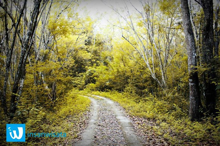 Senandung Pengembara di Hutan Wanagama