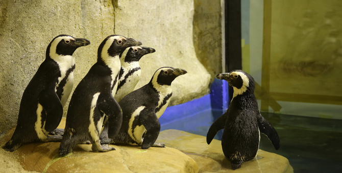 Penguin Jackass Lengkapi Koleksi Satwa GL Zoo