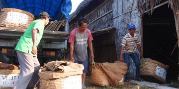 Tembakau Vorstenlanden Klaten