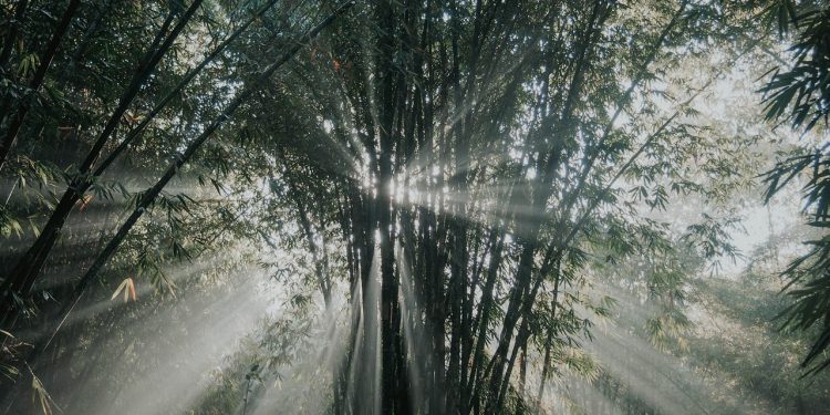 Hutan Bambu Andeman, Sanankerto