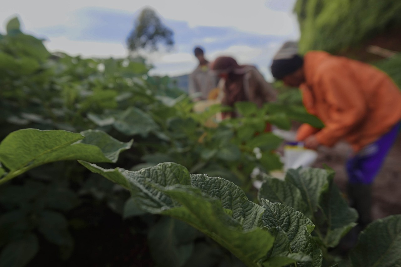 Keindahan Tanah Para Dewa dari Bukit Scotter, Dieng