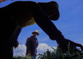 Rumput Laut Desa Saronggi, Madura