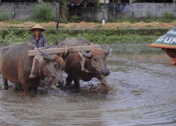 Desa Wisata Kebonagung Bantul