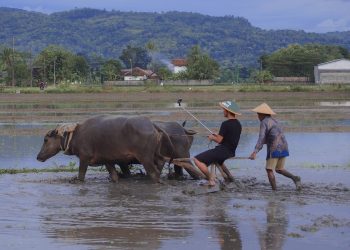 Desa Wisata Kebonagung Bantul